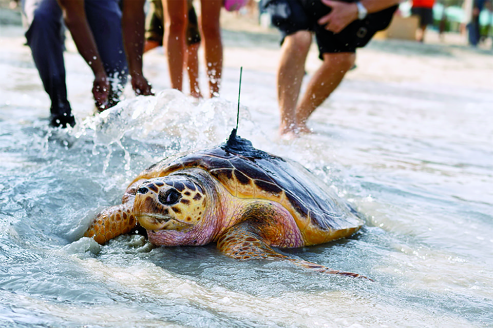 Turtle Rescue and Release: Jumeirah Al Naseem’s Marine Centre / Photo: Jumeirah Group