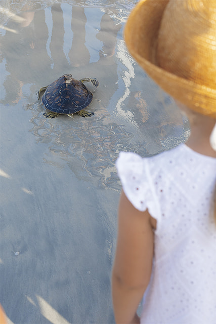 Over 2,000 sea turtles rescued and rehabilitated through the initiative since 2004 / Photo: Jumeirah Group