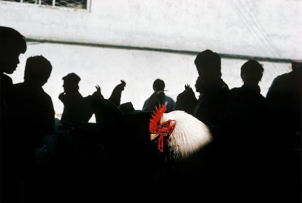 Gueorgui Pinkhassov’s best photograph: a rooster in a Tashkent&nbsp;bazaar